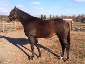 Hip 20, Delaneys Star, is a winning half-sister to champion Declan's Moon and is in foal to Majestic Warrior.