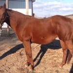 Eighttofasttocatch goes out a millionaire with Jennings win