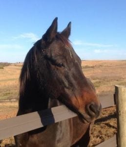 Movie star's head shot -- Hermosillo gives you the eye. Photo courtesy of War Horses at Rose Bower.