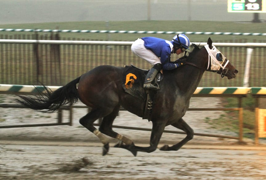 Elnaawi won the Native Dancer at Laurel -- one of three route stakes contested last week at nearby tracks. Photo by Laurie Asseo.