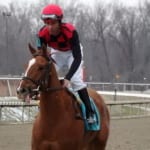Stallion season auction to benefit NJ breeders