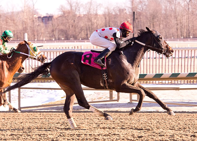 Souper Lucky took Laurel's Saturday allowance feature, a race in which one of our horses to watch, Bold Curlin, also competed. Photo by Jim McCue, Maryland Jockey Club.