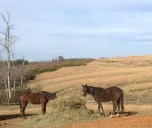 System Restore and Hermosillo in the field. Photo courtesy of War Horses at Rose Bower.