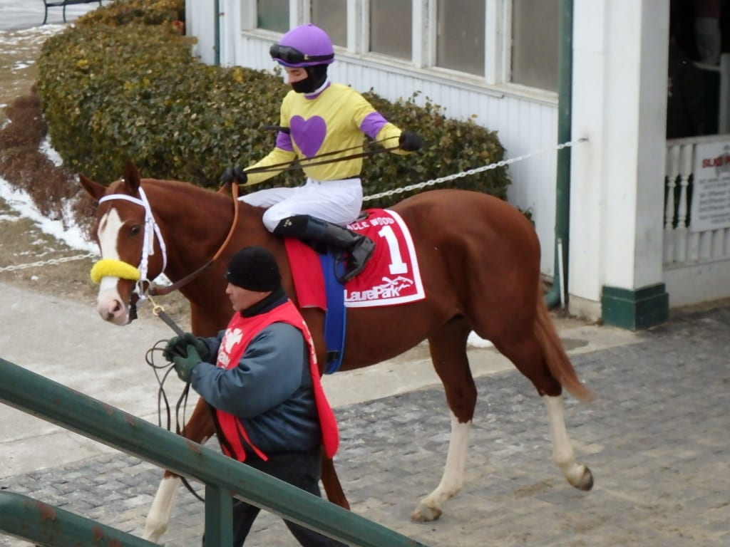 Combat Diver before the Miracle Wood. Photo by The Racing Biz.