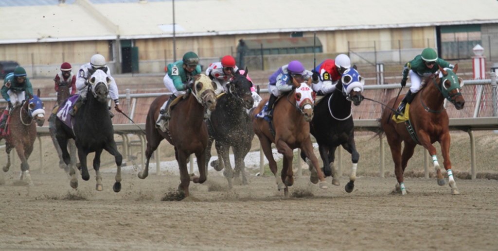 Down the stretch they come in the John B. Campbell  Hanidcap. Photo by Laurie Asseo.