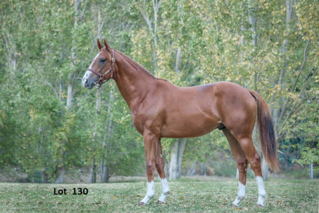 Kip Elser purchased this colt by Pathfork at January's Cape Premier Yearling Sale. Photo courtesy of Kirkwood Stables.