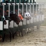 Maryland-based El Areeb headlines Withers field