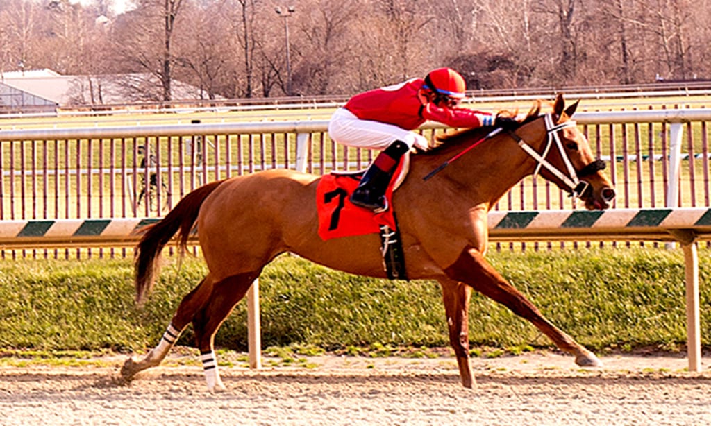 Lady Vivien, here winning on December 27, 2014, was in the middle of a challenging situation. Photo by Jim McCue, Maryland Jockey Club.