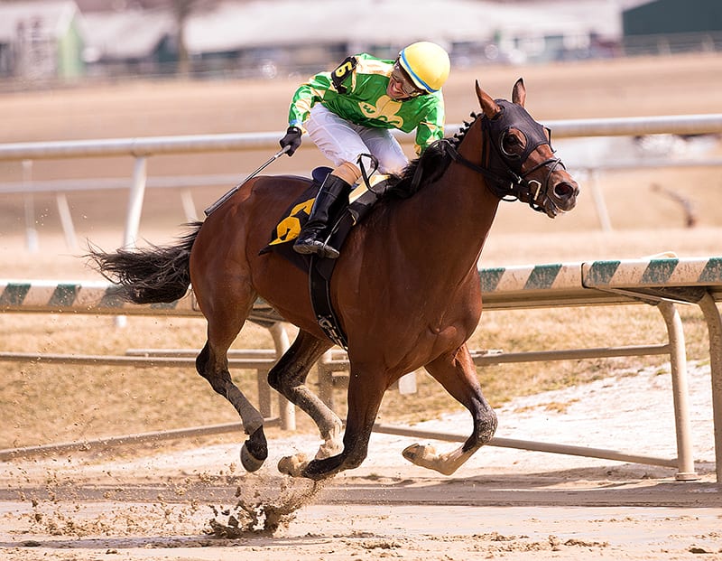 Bridget's Big Luvy led all the way in the Private Terms at Laurel Park. Photo by Jim McCue, Maryland Jockey Club.