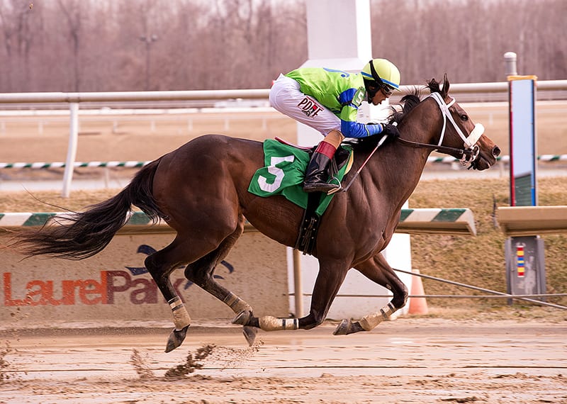 Grade 1 winner By the Moon found the class relief to her liking in today's Caesar's Wish Stakes at Laurel Park. Photo by Jim McCue, Maryland Jockey Club.