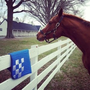 One of Secretariat's descendants keeps watch over the farm. Photo courtesy of The Meadow Event Center.