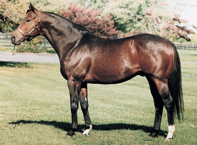 Top Maryland sire Not for Love pensioned