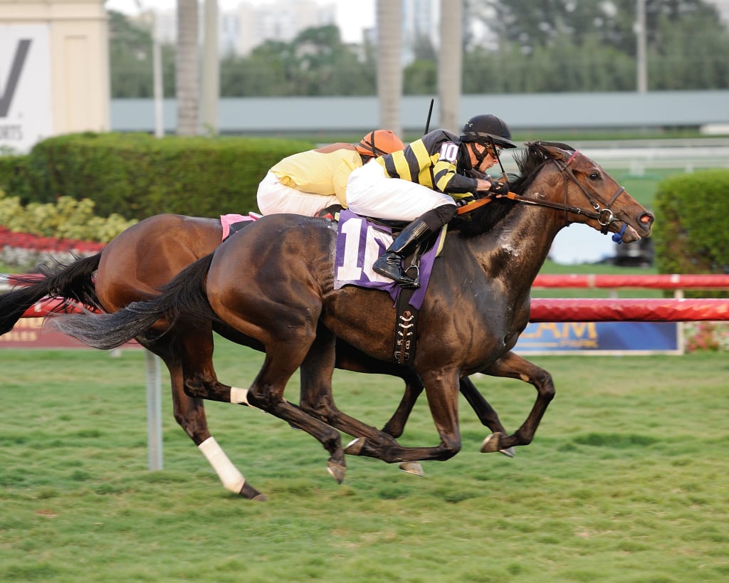 Graham Motion trainee Latique looks for her first stakes win in Saturday's Dahlia. Photo coutresy of the Maryland Jockey Club.