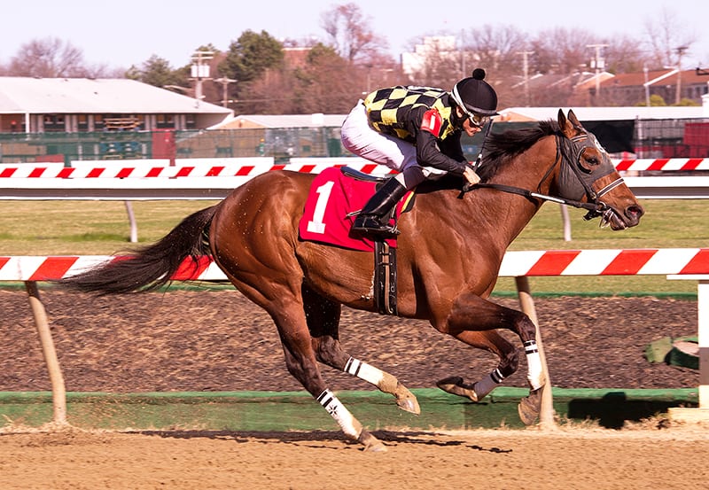 River Rush took Saturday's Pimlico feature. Photo by Jim McCue, Maryland Jockey Club.