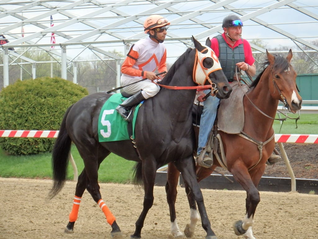 Ben's Cat prior to this afternoon's race. Photo by The Racing Biz.