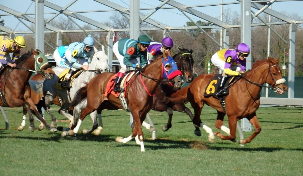 Horses racing on the grass at Pimlico. Photo by The Racing Biz.