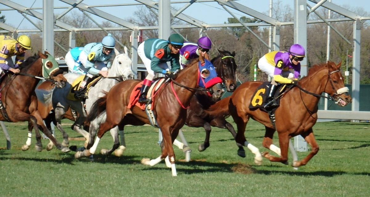 Lady Eli battling laminitis