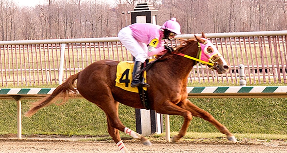 Stellar Wind named Top Midlantic-bred of 2015