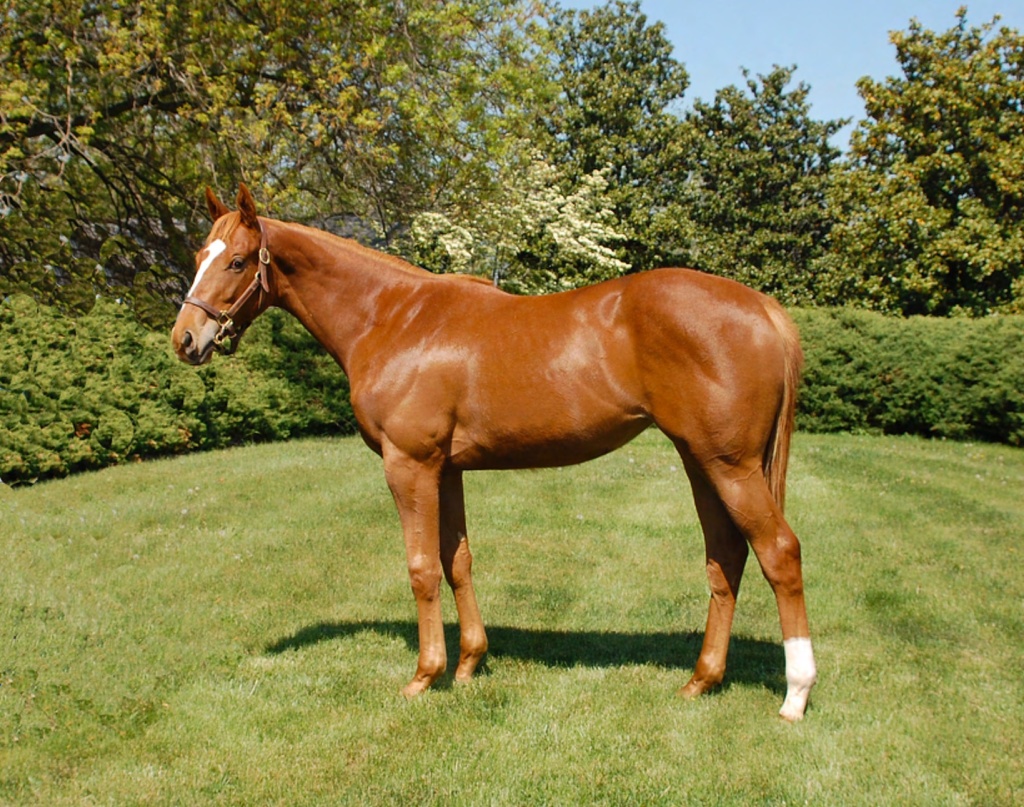 Stellar Wind as a yearling. Photo courtesy of Peggy Augustus.