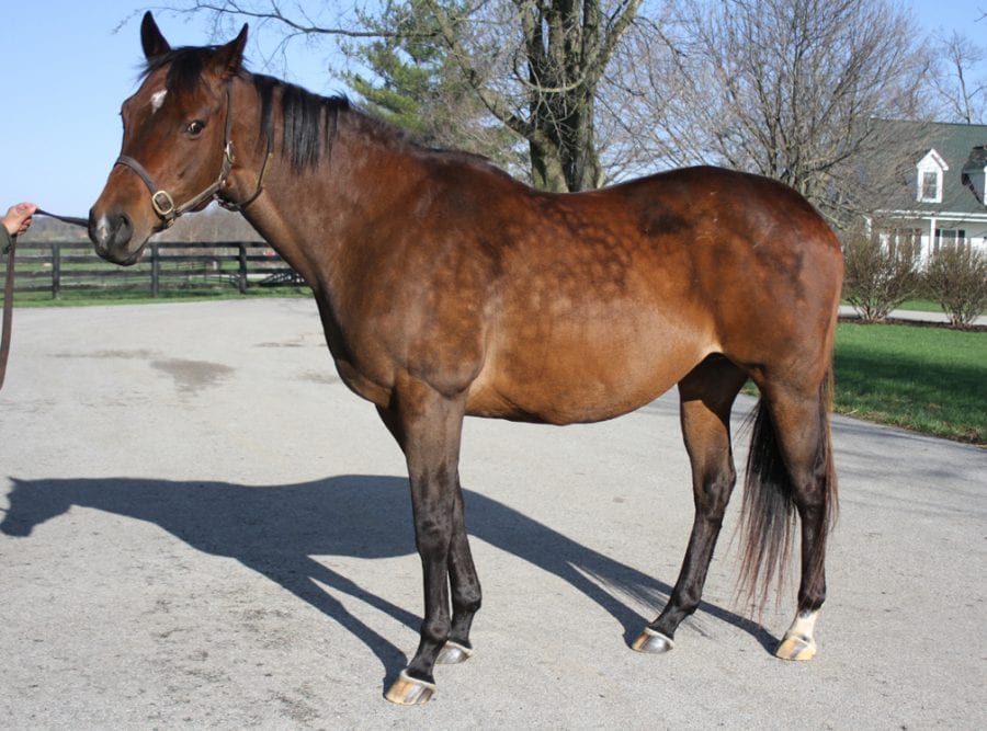 Xtra Heat in April 2015 at Woodford Thoroughbreds. Photo by Laurie Asseo.