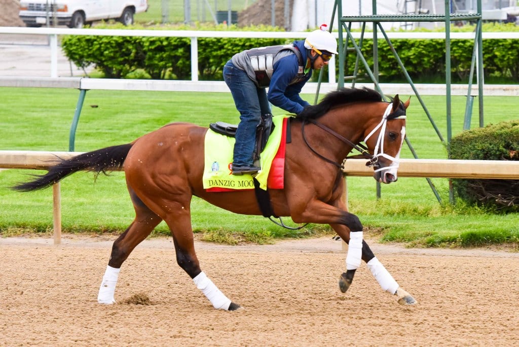 Danzig Moon training prior to the Kentucky Derby. Photo provided by the Maryland Jockey Club.