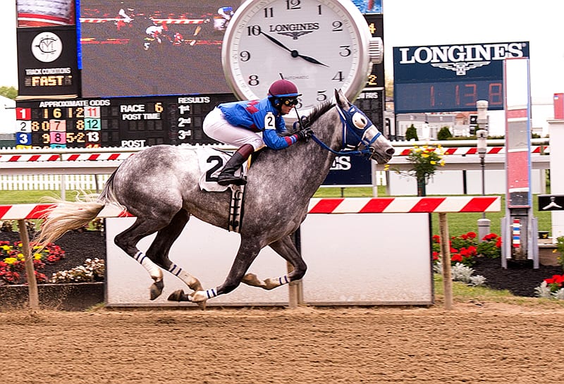 Im Charming registered a major upset today at Pimlico to give apprentice Caitlyn Stoddard her first career win. Photo by Jim McCue, Maryland Jockey Club.