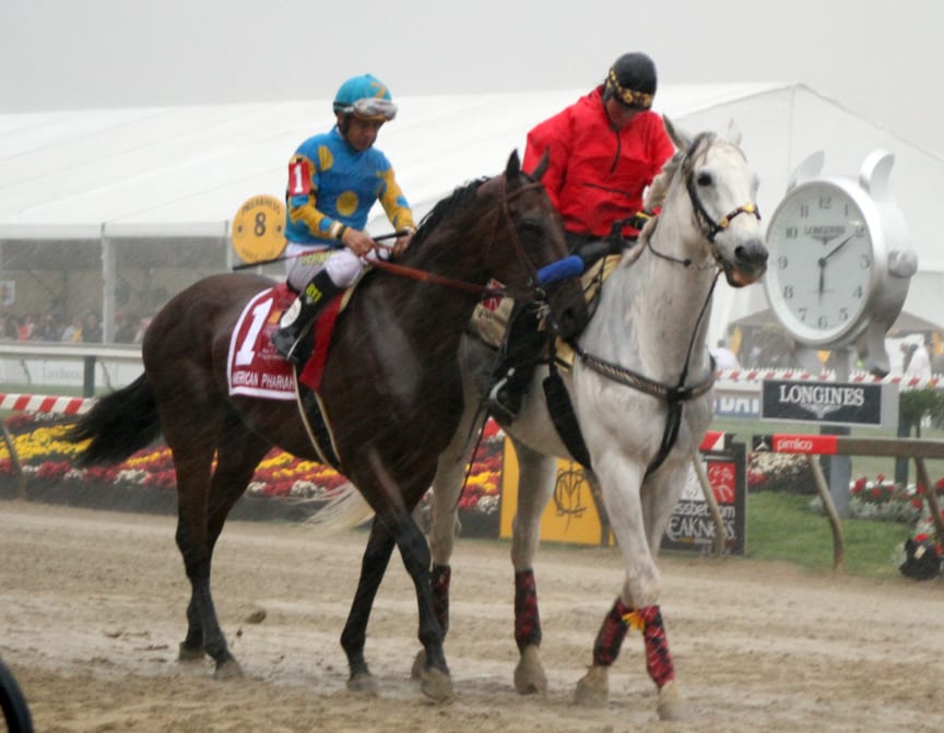 American Pharoah post parade. Photo by Laurie Asseo.