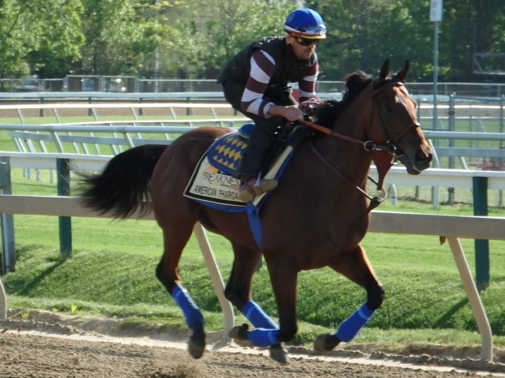 American Pharoah on the track at Pimlico. Photo by The Racing Biz.