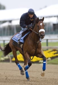 Barbaro. Photo courtesy of the Maryland Jockey Club.