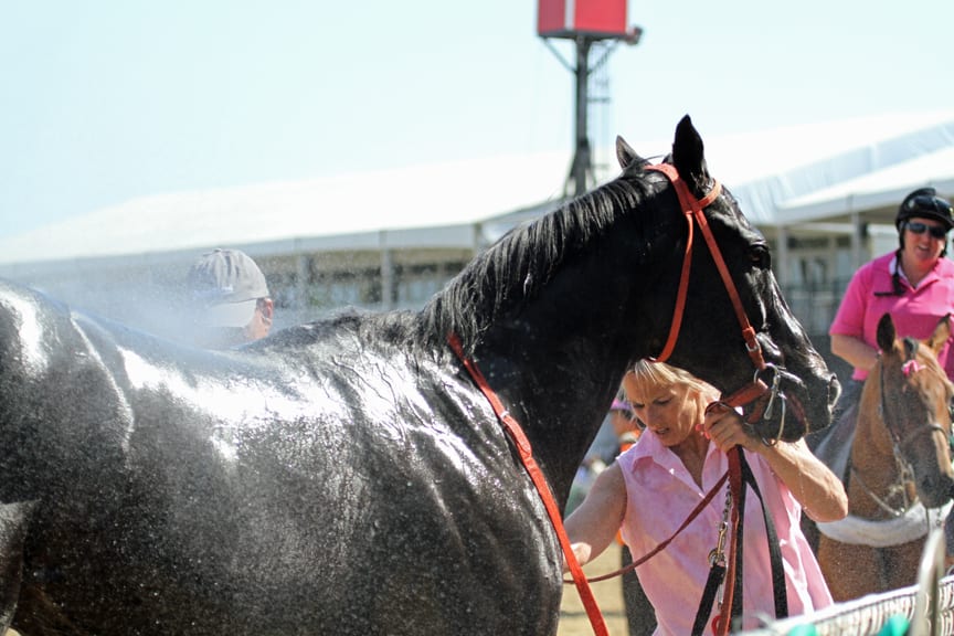 Laurel Park notes: Ben’s Cat back on work tab