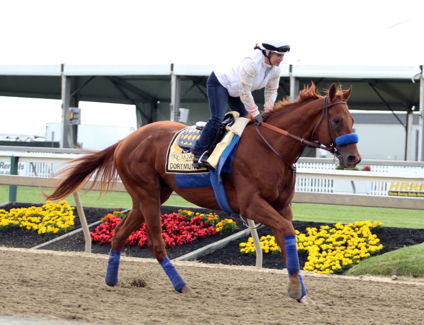 Dortmund on the track at Pimlico this morning. Photo by Laurie Asseo.