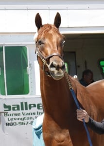 Dortmund. Photo by Reed Palmer, Churchill Downs.