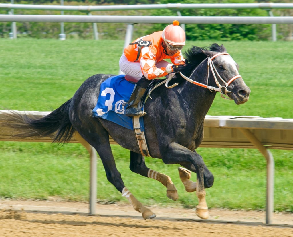 Three-year-old Fleetwood Star won at first asking on May 20 for trainer Ron Alfano. Photo by Hoofprintsinc.com.