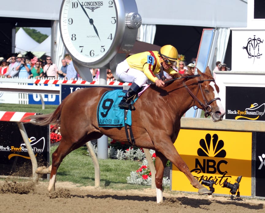 Big jump in handle and a sun-splashed Black-Eyed Susan