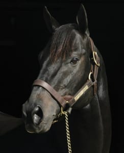 Lion Hearted.  Photo courtesy of Northview Stallion Station.