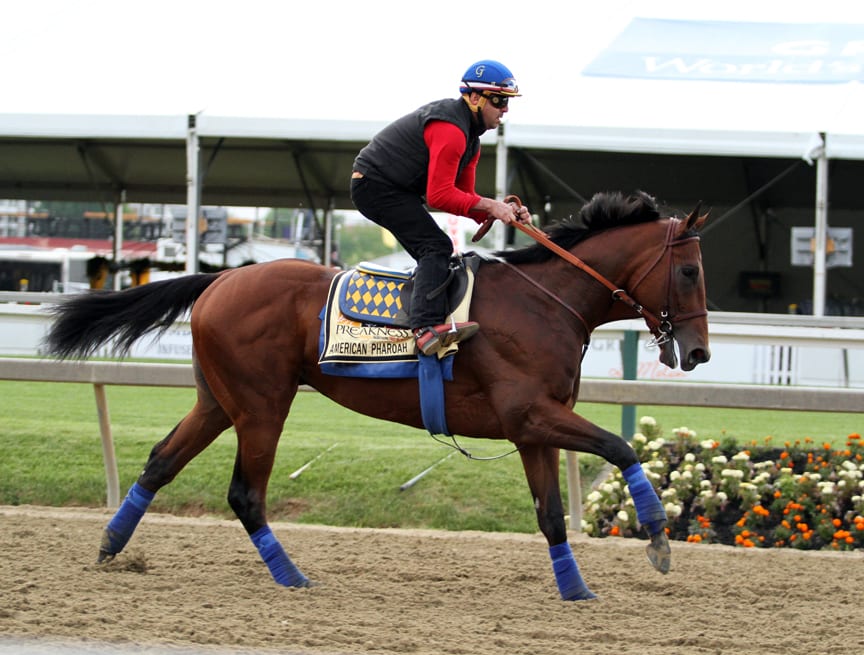 American Pharoah on the track at Pimlico on May 15. Photo by Laurie Asseo.