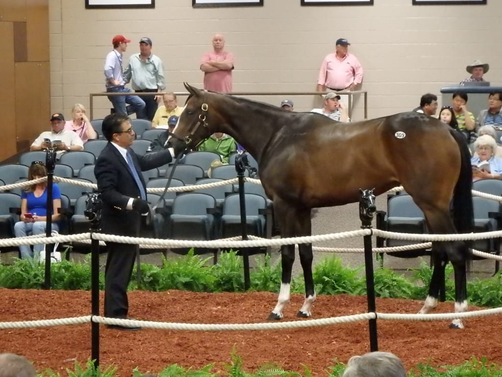 Hip 309, by Tiz Wonderful, brought $67,000. Photo by The Racing Biz.