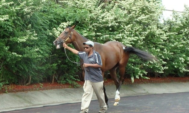 Fasig-Tipton yearling sale by the numbers