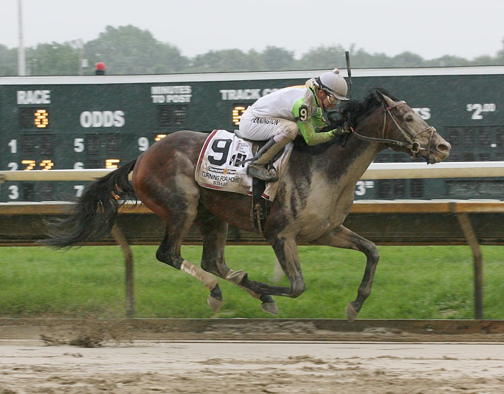 Edge of Reality emerges from the mud to win the Turning for Home Stakes Saturday at Parx.  Photo taken by Barbara Weidl / Equi-Photo