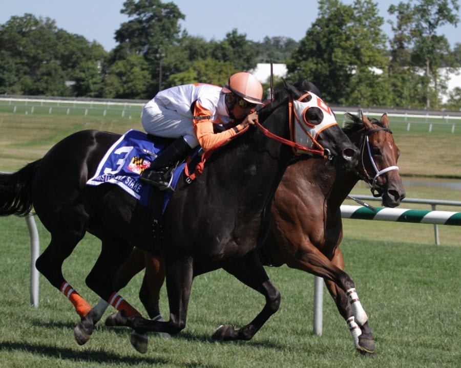 Ben's Cat scored perhaps the day's most popular victory, in the Mister Diz. Photo by Laurie Asseo.