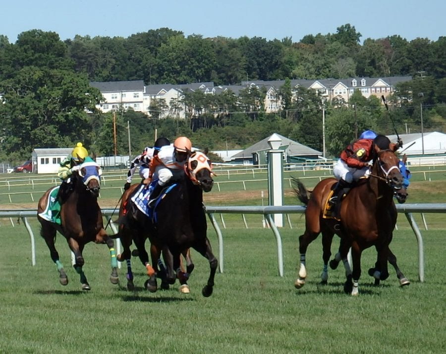 Ben's Cat (outside) wore down Night Officer. Photo by The Racing Biz.