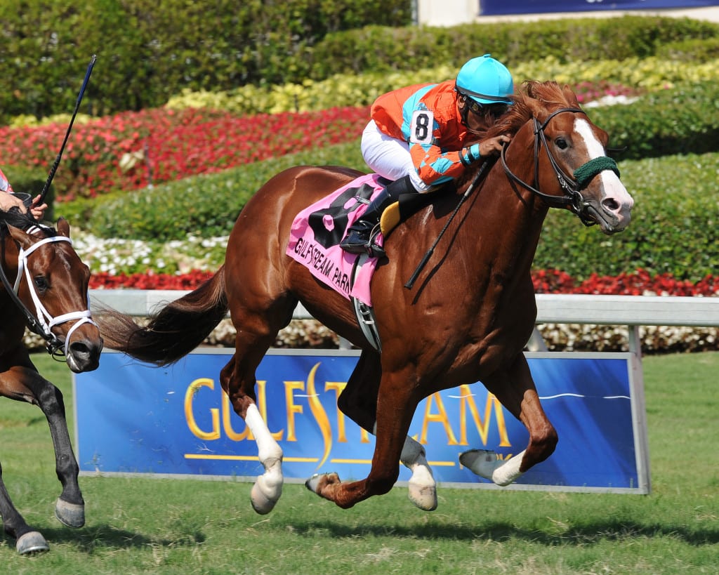 Force the Pass took the Cutler Bay at Gulfstream Park. Photo by Lauren King.
