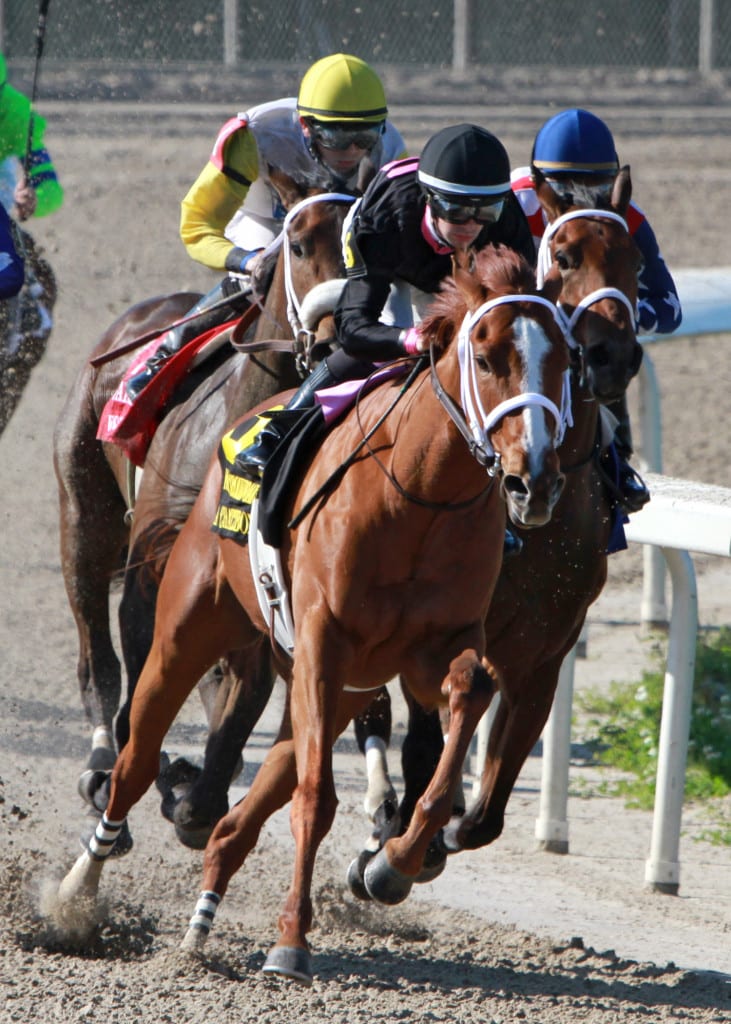 I'm A Chatterbox turns for home in the Fair Grounds Oaks. Photo by Lynn Roberts / Hodges Photography