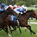 Parx horse has equine herpesvirus positive
