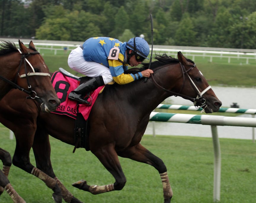 Spring to the Sky held off his rivals to win the Laurel Dash. Photo by Laurie Asseo.