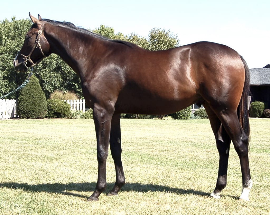 Hip 154 is a Delaware certified Jump Start colt. Photo courtesy of Bill Reightler.