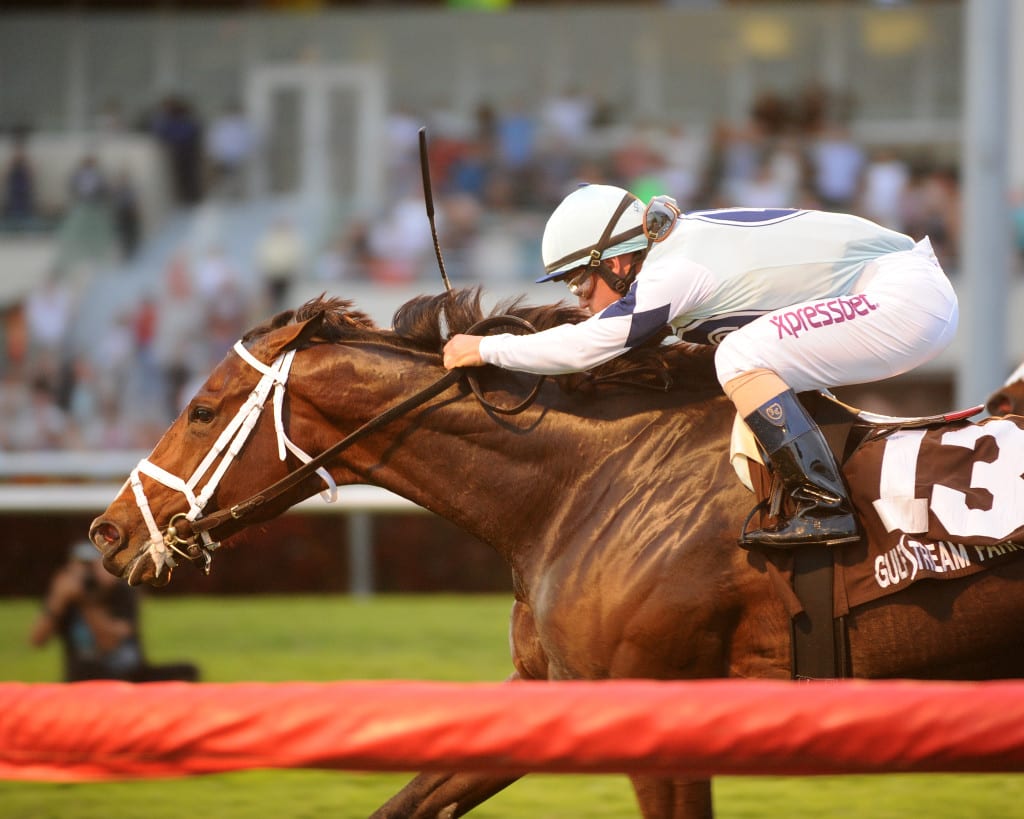 Divine Oath is a top Laurel Turf Cup contender. Photo by Natalie Fawkes.