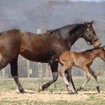 Friday’s Midlantic Breeders’ Cup connections