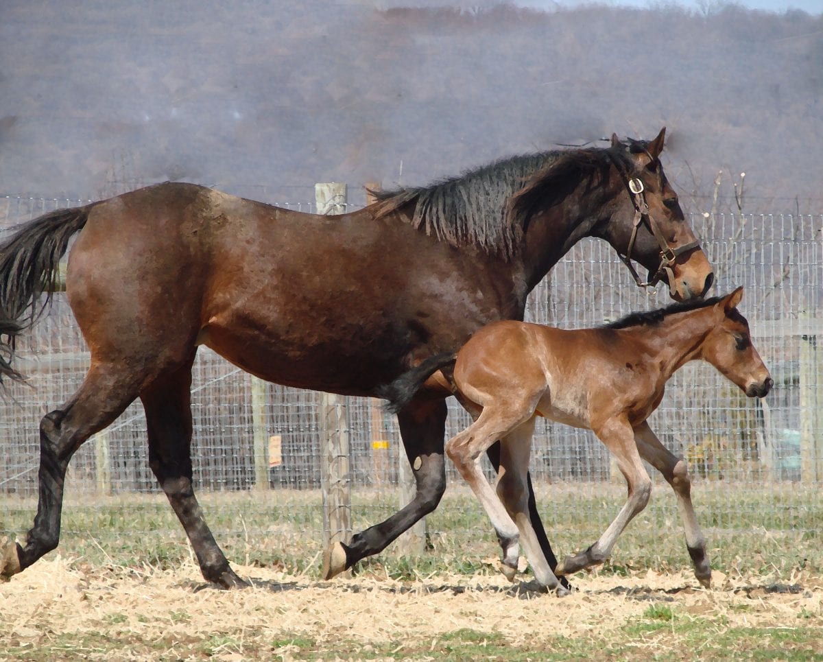 Breeders’ Cup Sprint: Favorite Tale finds a way