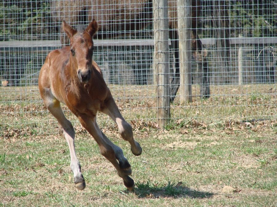 Favorite Tale: always running. Photo by Dawn Newman.